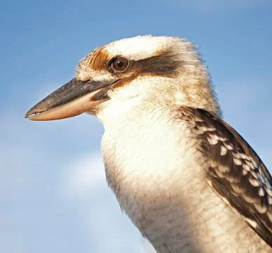 Kookaburra profile from the side 스톡 사진