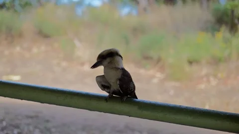 Kookaburra Resting on Pole Stock Footage 303020942