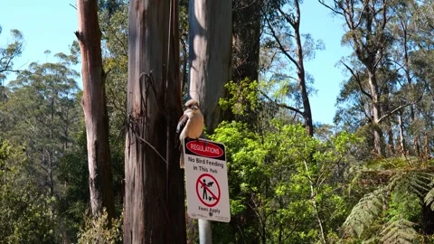 Kookaburra Resting On Sign Stock Footage 287142832