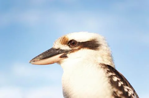 Kookaburra side looking at camera 스톡 사진
