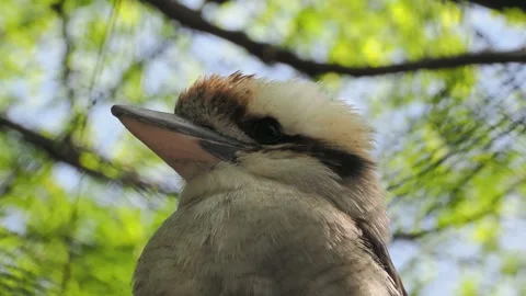 Kookaburra sits on a branch in a tree look in different directions Stock Footage 329052741