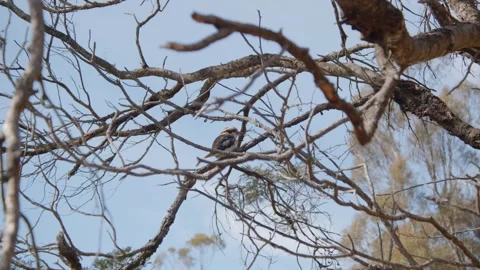 Kookaburra sitting amongst tree branches Stock Footage 306500150