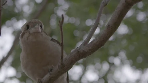 Kookaburra sitting in a tree 스톡 동영상 74066055