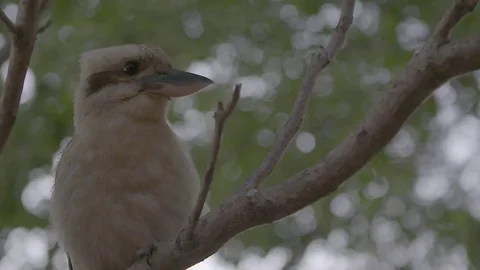 Kookaburra sitting in a tree Stock Footage 74066067