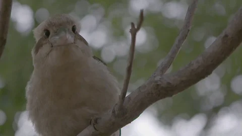 Kookaburra sitting in a tree Video stock 74066265