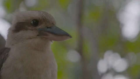 Kookaburra sitting in a tree Stock Footage 74066609