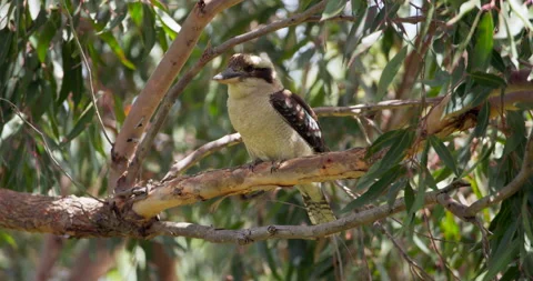 Kookaburra sitting in a tree Stock Footage 137486374