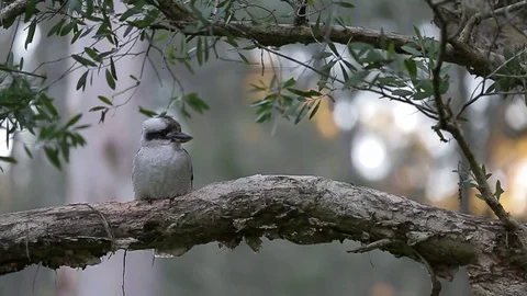 Kookaburra in a tree - Australia 스톡 동영상 72100944