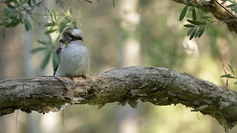 Kookaburra in a tree - Australia Stock Footage 72101493
