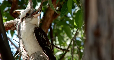 Kookaburra on the Tree Clip1261 Video stock 195678689