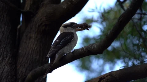 Kookaburra in a tree with food hitting it against tree branch Stock Footage 90591257
