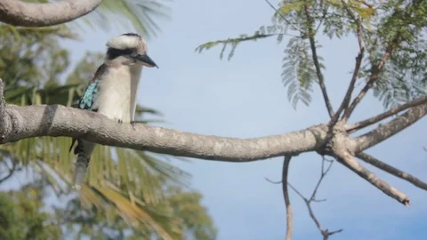 Kookaburra on a tree jumps to grab a bug on the ground Stockbeeldmateriaal 76439968