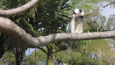 Kookaburra on a tree looking for food Stockbeeldmateriaal 76422938