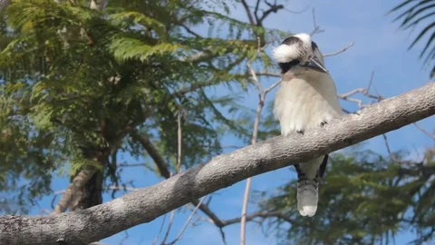 Kookaburra on a tree looking for food Stockbeeldmateriaal 76438486