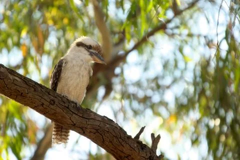 Kookaburra in tree Stock Photos