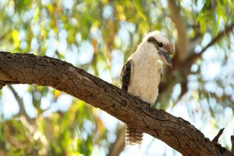 Kookaburra in tree Stock Photos