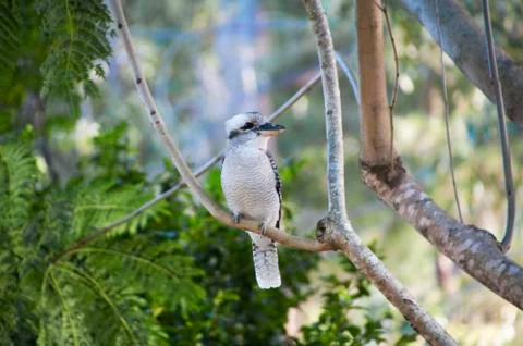 Kookaburra in tree 스톡 사진