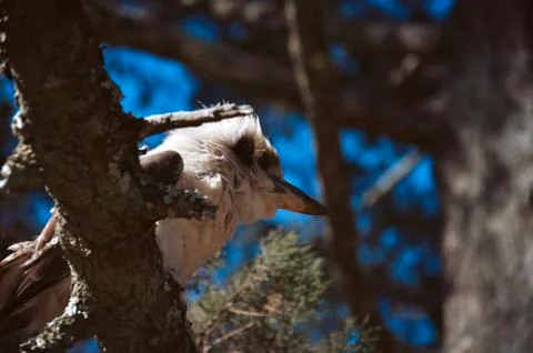 Kookaburra in a tree Stock Photos