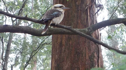 Kookaburra in the Wild Stock Footage 66426790