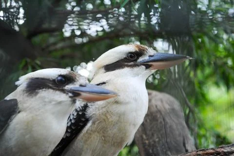 Kookaburras background in focus Stock Photos