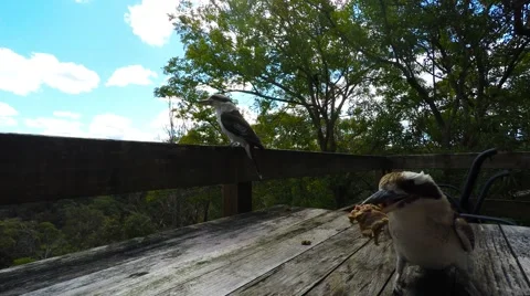 Kookaburras eating on the Back Deck in Spring  Stock Footage 67419167