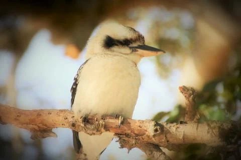 Kookaburru sitting on a branch in the late afternoon Stock Photos