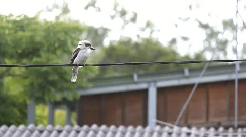Kookuburra on Electric Line Stock Footage 11308196