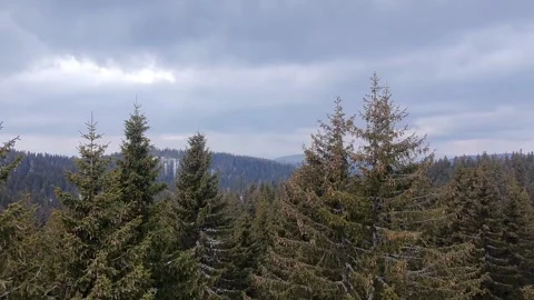 Kopaonik coniferous forest Stock Footage 330680727