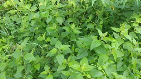 Kopasansa Leaves Stock Footage 236934922