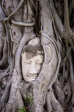  Kopf einer Buddha-Statue, umschlungen von einer Würgefeige im Wat Mahatat.. Stock Photos