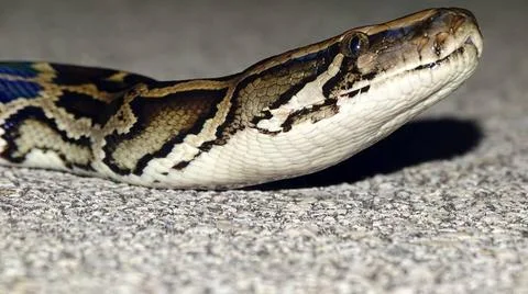 Kopf eines burmesischen Pythons. Eine der größten Schlangenarten. Beheimat. Stock Photos