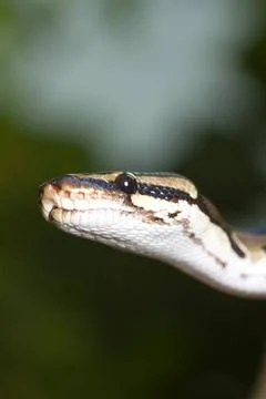 Kopf eines Königspythons Kopf eines Königspythons als Nahanufnahme Head of. Stock-Fotos