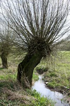 Kopfweide Stock Photos