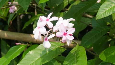 Kopsia fruticosa Stock Footage 344311839
