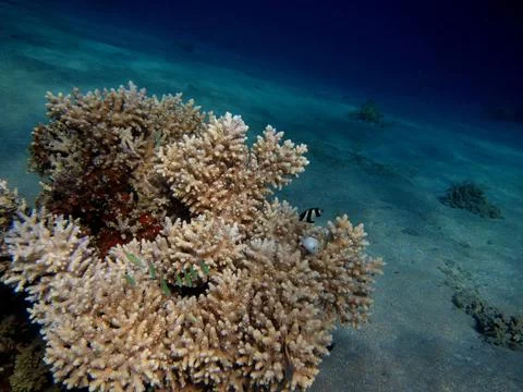  koralle nah schoene grosse koralle ansicht nah Copyright: xZoonar.com/tho... Stock Photos