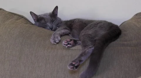 Koran Cat Resting Stock Footage 64952574