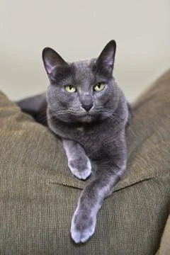Korat Cat Resting on Sofa Stock Photos