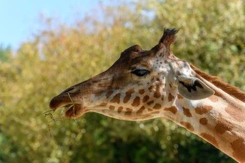 Kordofan's giraffe in captivity at the Sables Zoo in Sables d'Olonne. Stock Photos