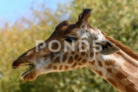 Photograph: Kordofan's giraffe in captivity at the Sables Zoo in Sables