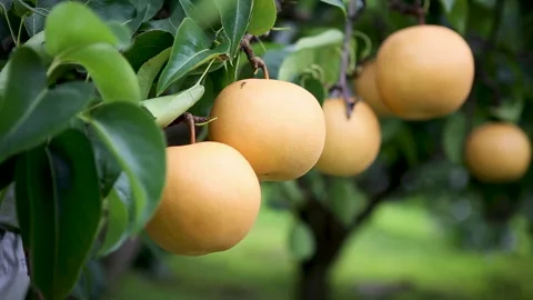 Korea pear 01 Stock Footage 170052873