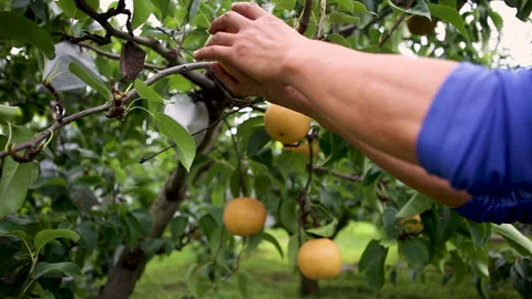 Korea pear 02 Stock Footage 170052800