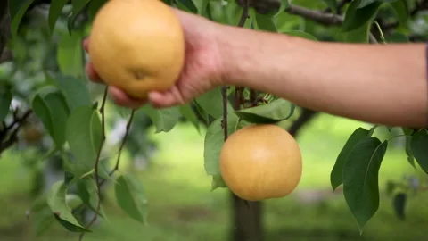 Korea pear 03 Stock Footage 170053040