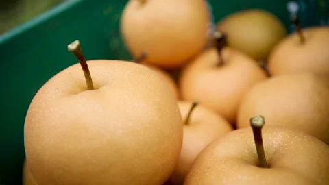 Korea pear 04 Stock Footage 170053087
