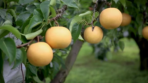 Korea pear 05 Stock Footage 170053096