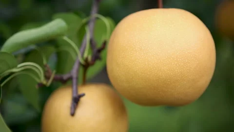 Korea pear 06 Stock Footage 170053117