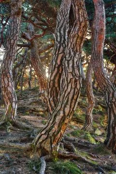 Korea Pine Tree Forest during Sunrise taken in November 2021 Foto stock