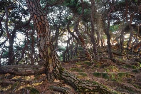 Korea Pine Tree Forest during Sunrise taken in November 2021 Stock Photos