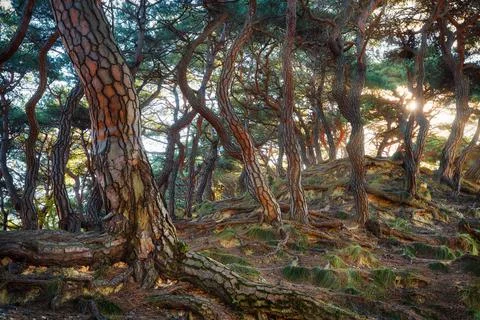 Korea Pine Tree Forest during Sunrise taken in November 2021 Stock Photos