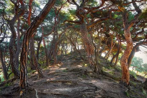 Korea Pine Tree Forest during Sunrise taken in November 2021 Stock Photos