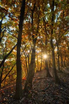 Korea Pine Tree Forest during Sunrise taken in November 2021 Stock Photos